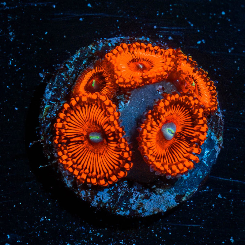Hells Bells Zoanthid