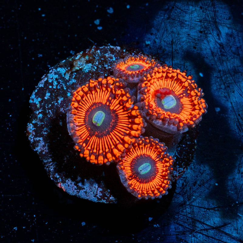 Hells Bells Zoanthid