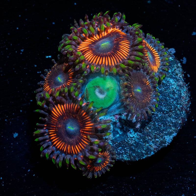 Cotton Candy Zoanthid