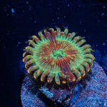 Salted Magicians Zoanthid - riptide aquaculture llc