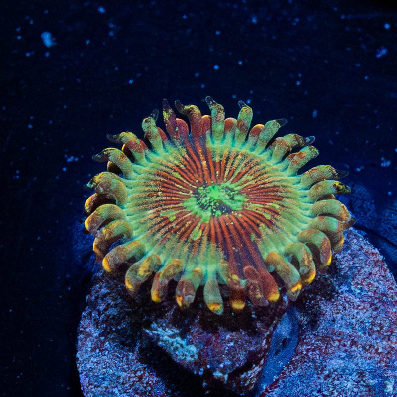 Salted Magicians Zoanthid