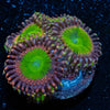 Peach Teas Zoanthid - riptide aquaculture llc