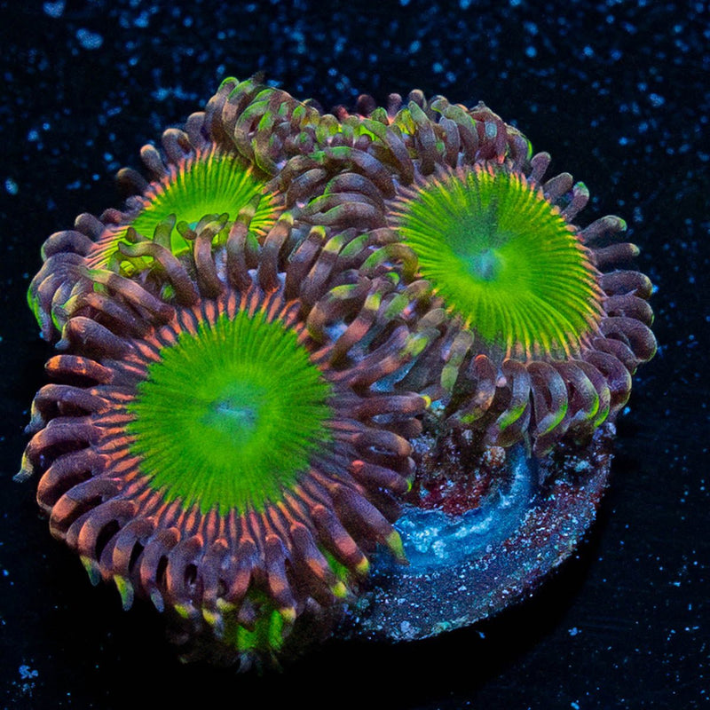 Peach Teas Zoanthid