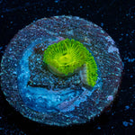 Emerald Muals Zoanthid - riptide aquaculture llc