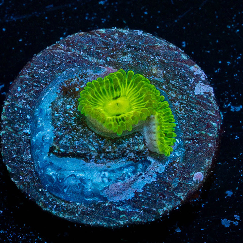 Emerald Muals Zoanthid