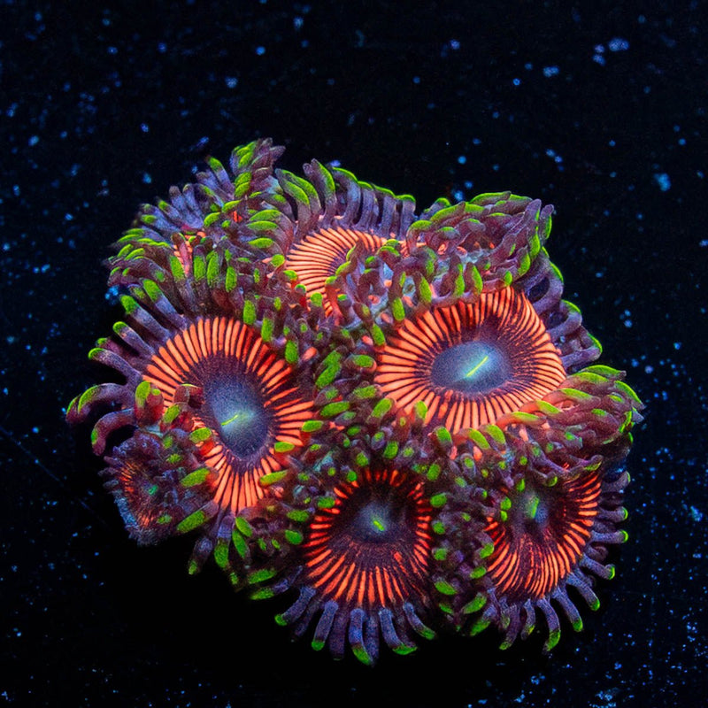 Cotton Candy Zoanthid