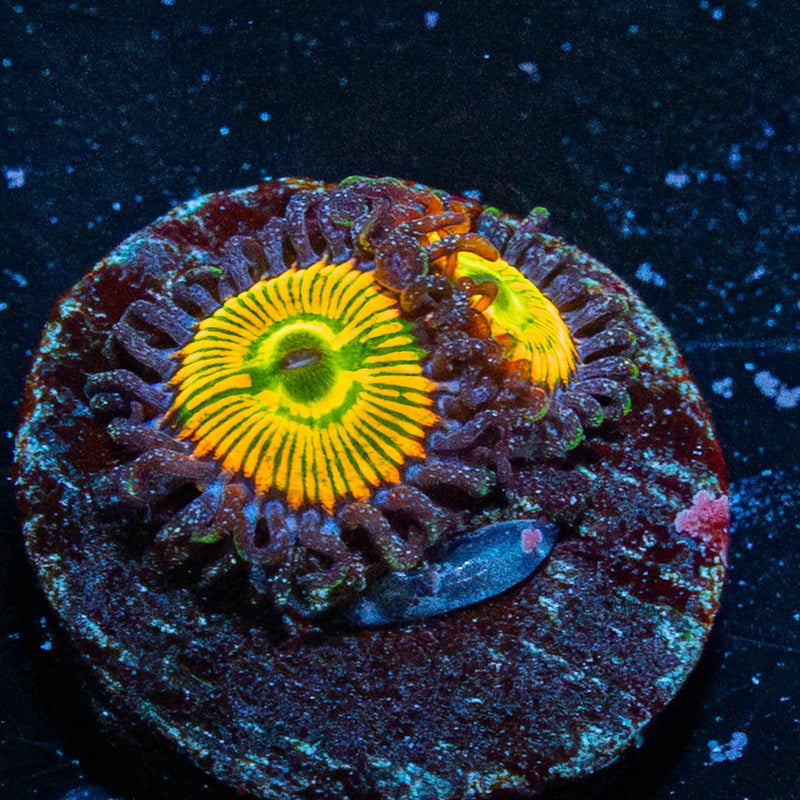 Sunny D Zoanthid