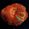 Blood Moon Asian Acan - riptide aquaculture llc