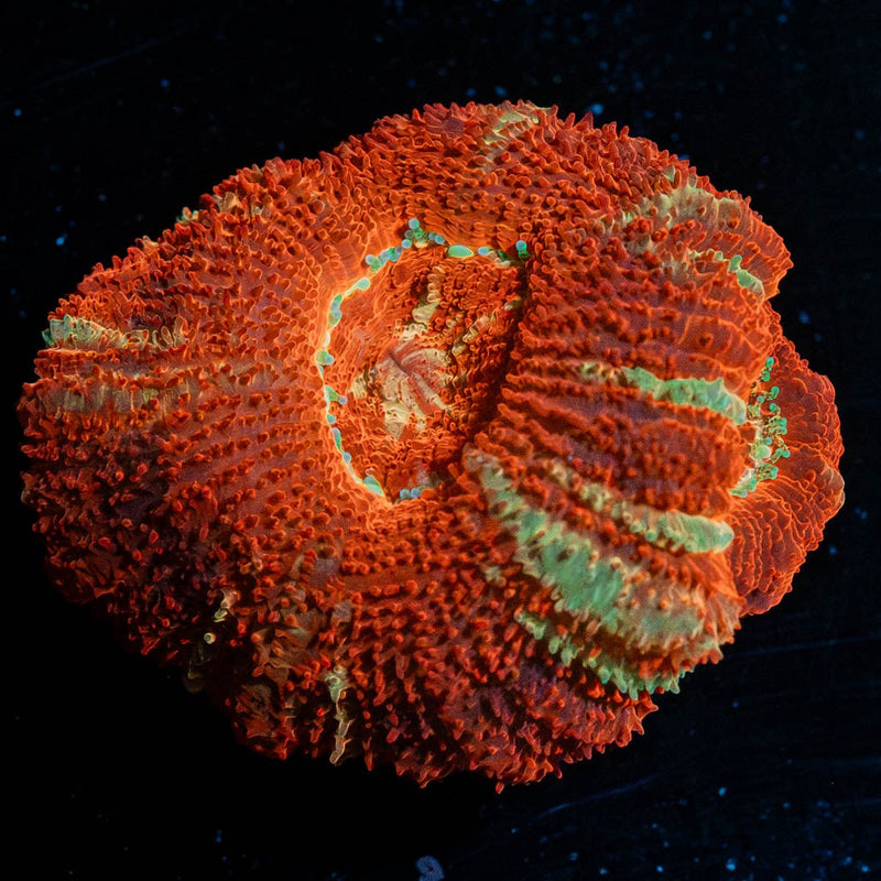 Blood Moon Asian Acan