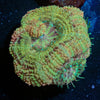 MoonLight Asian Acan - riptide aquaculture llc