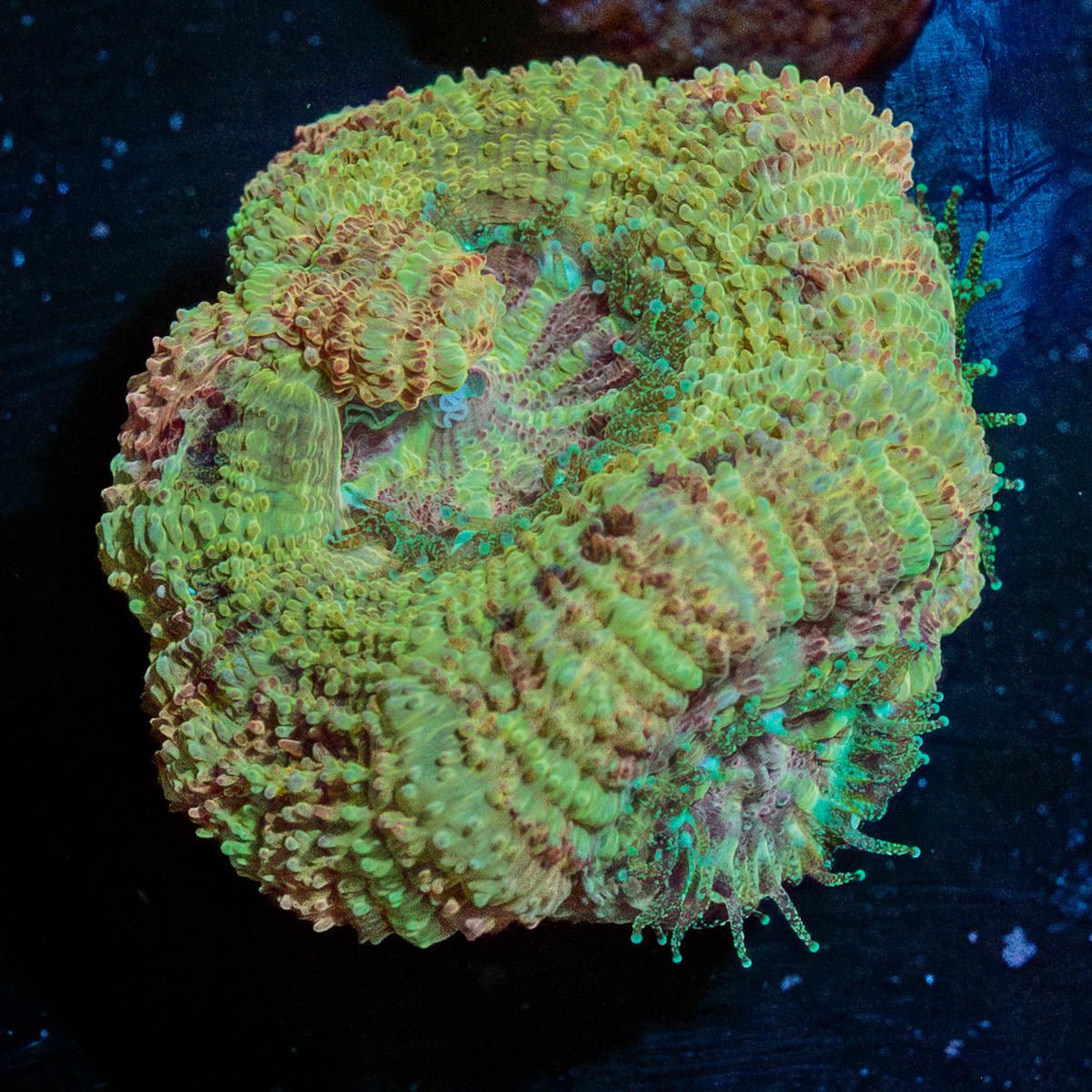 MoonLight Asian Acan - riptide aquaculture llc