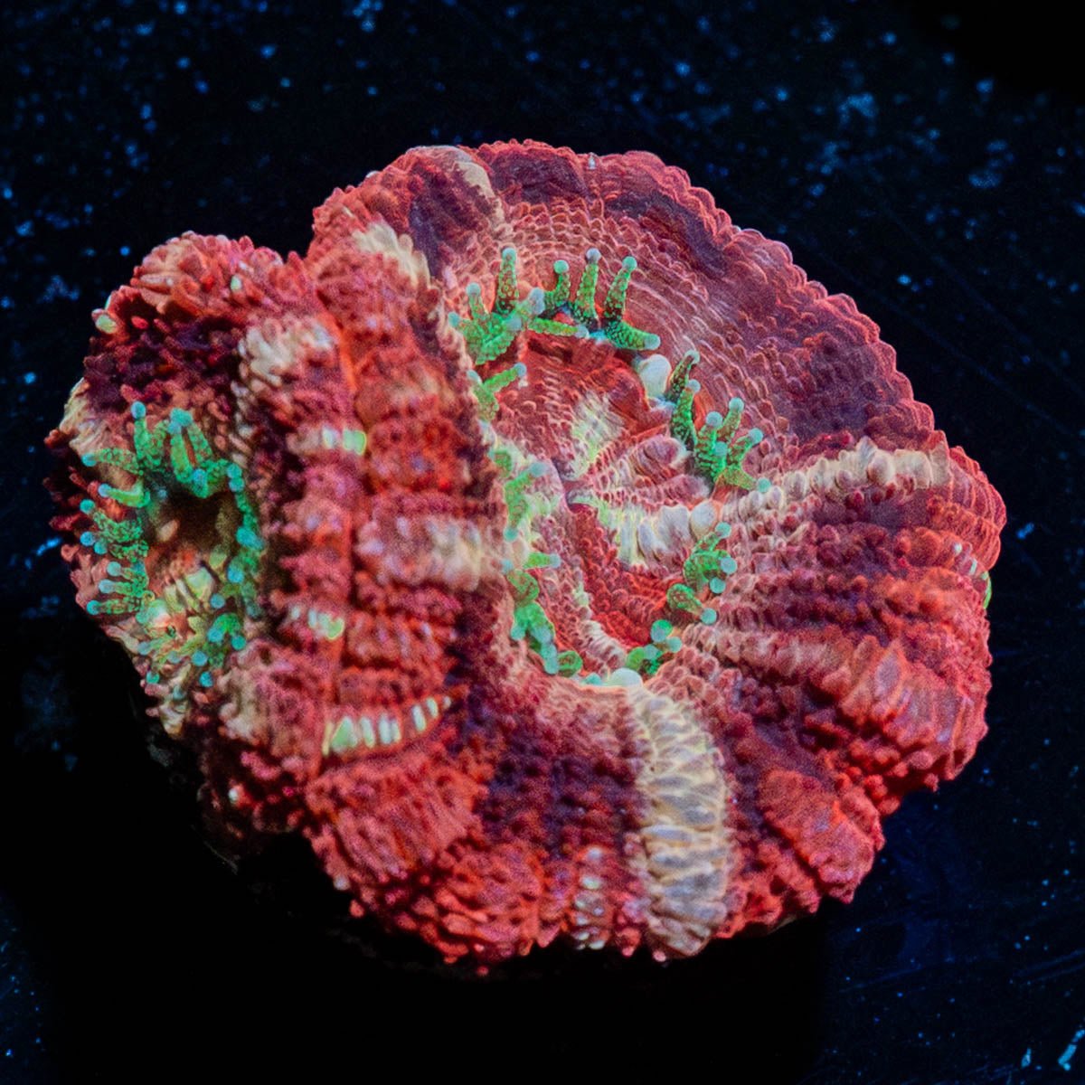 Jamba Juice Asian Acan - riptide aquaculture llc