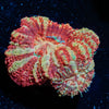 Red Panda Asian Acan - riptide aquaculture llc