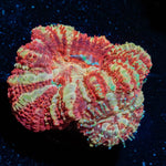 Red Panda Asian Acan - riptide aquaculture llc
