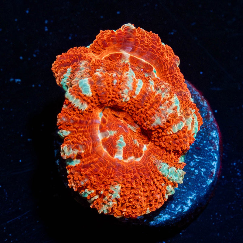 Blood Moon Asian Acan