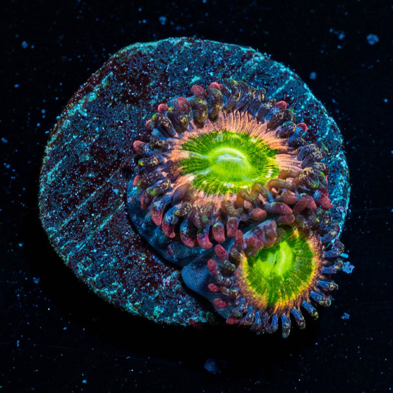 Funny D Zoanthid