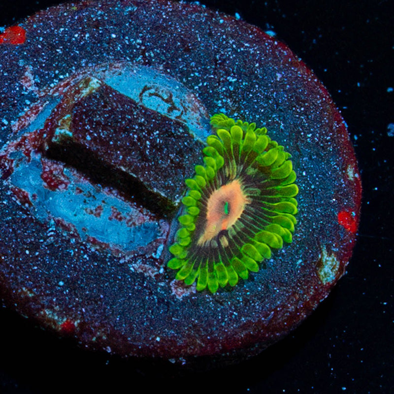 Pink Plasma Zoanthid
