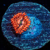 Utter chaos Zoanthid - riptide aquaculture llc