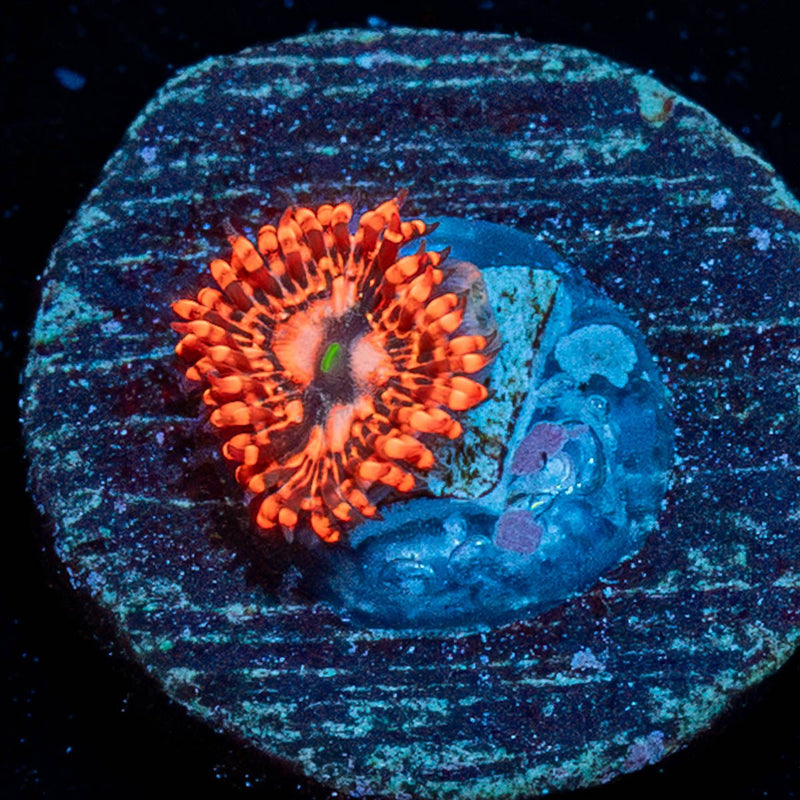 Utter chaos Zoanthid