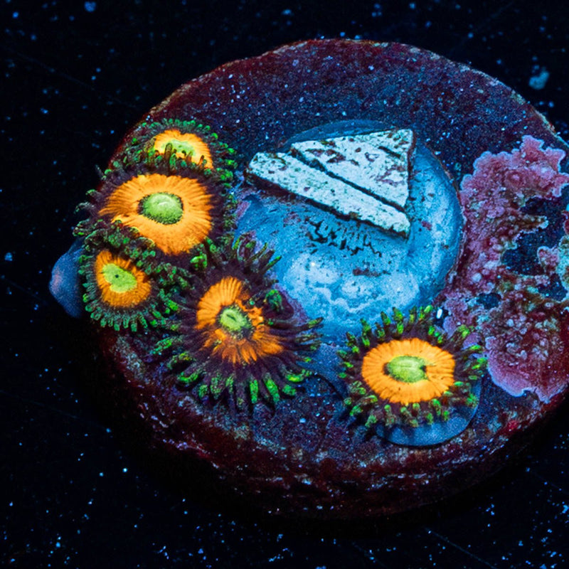Takis Zoanthid
