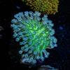 Neon Green Toadstool Leather - riptide aquaculture llc