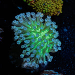 Neon Green Toadstool Leather - riptide aquaculture llc