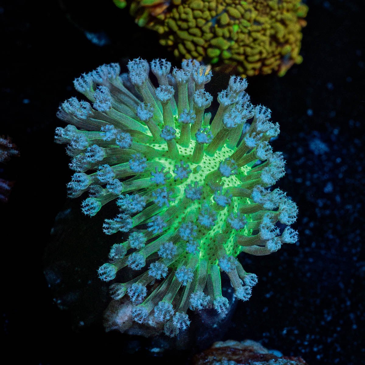 Neon Green Toadstool Leather - riptide aquaculture llc