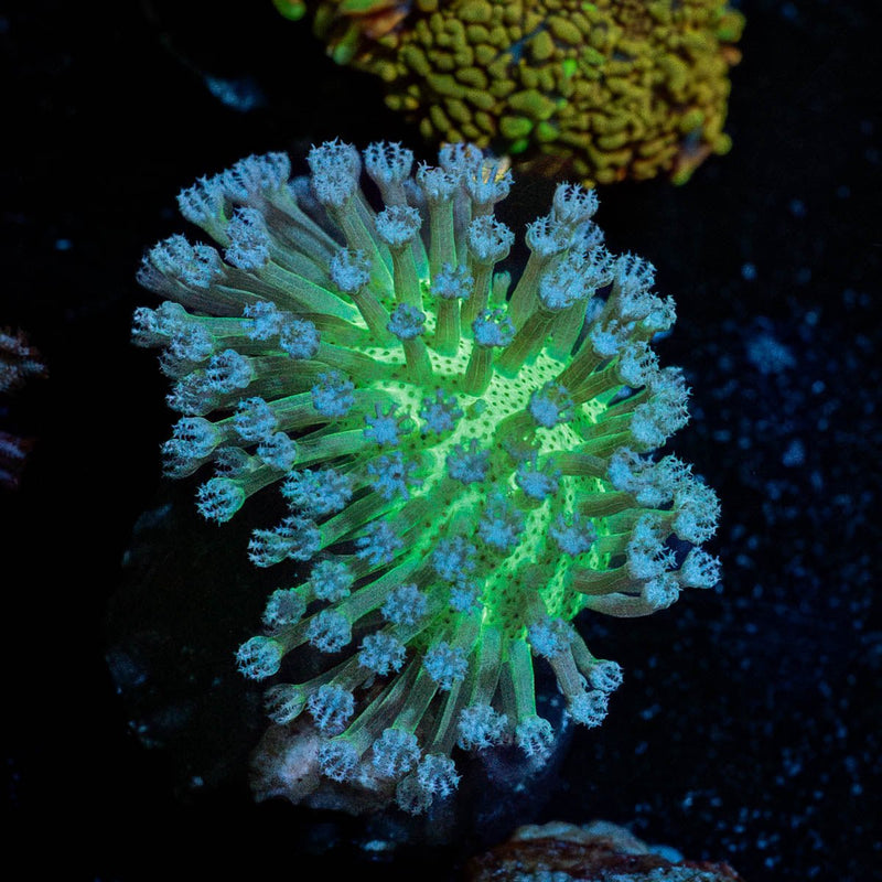 Neon Green Toadstool Leather