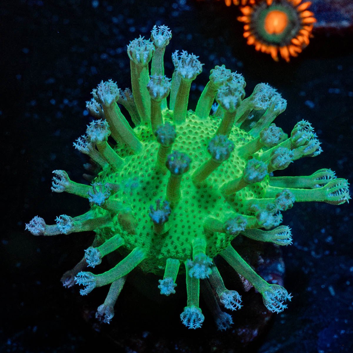 Neon Green Toadstool Leather - riptide aquaculture llc
