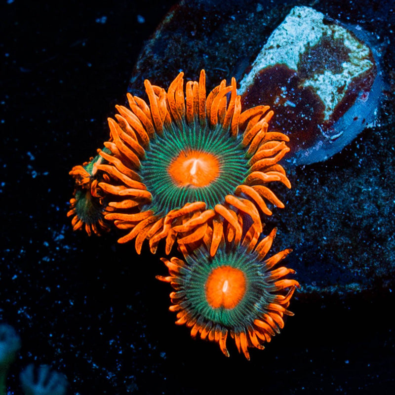 Gatorade Zoanthid