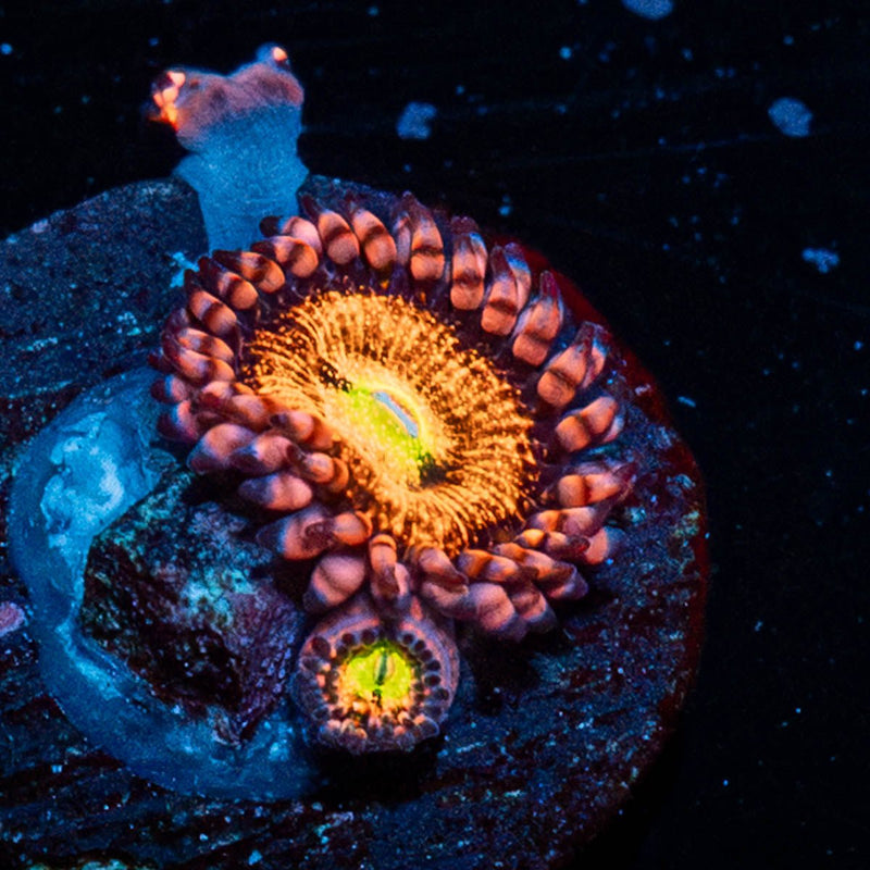 Holly Berry Zoanthid