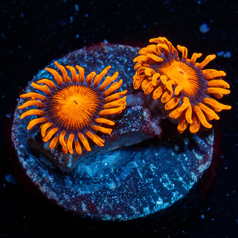 Orange Bam Bam Zoanthid