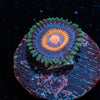 Supergirl Zoanthid - riptide aquaculture llc