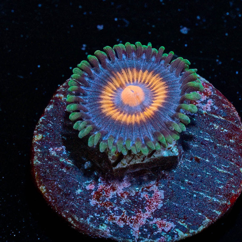 Supergirl Zoanthid