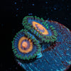 Supergirl Zoanthid - riptide aquaculture llc