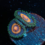 Supergirl Zoanthid - riptide aquaculture llc