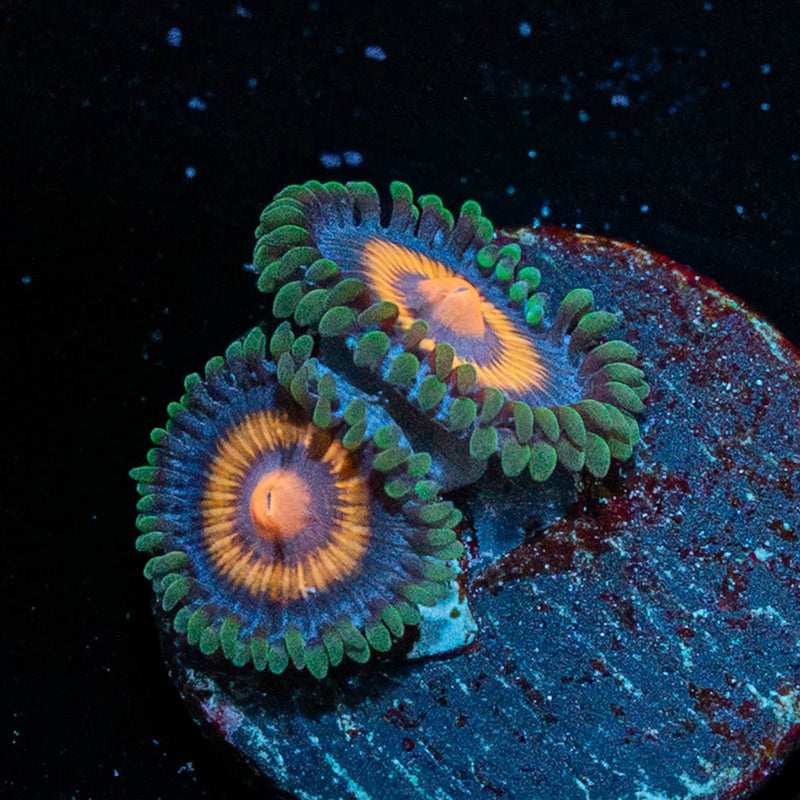 Supergirl Zoanthid
