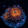 Aztec Warriors Zoanthid - riptide aquaculture llc