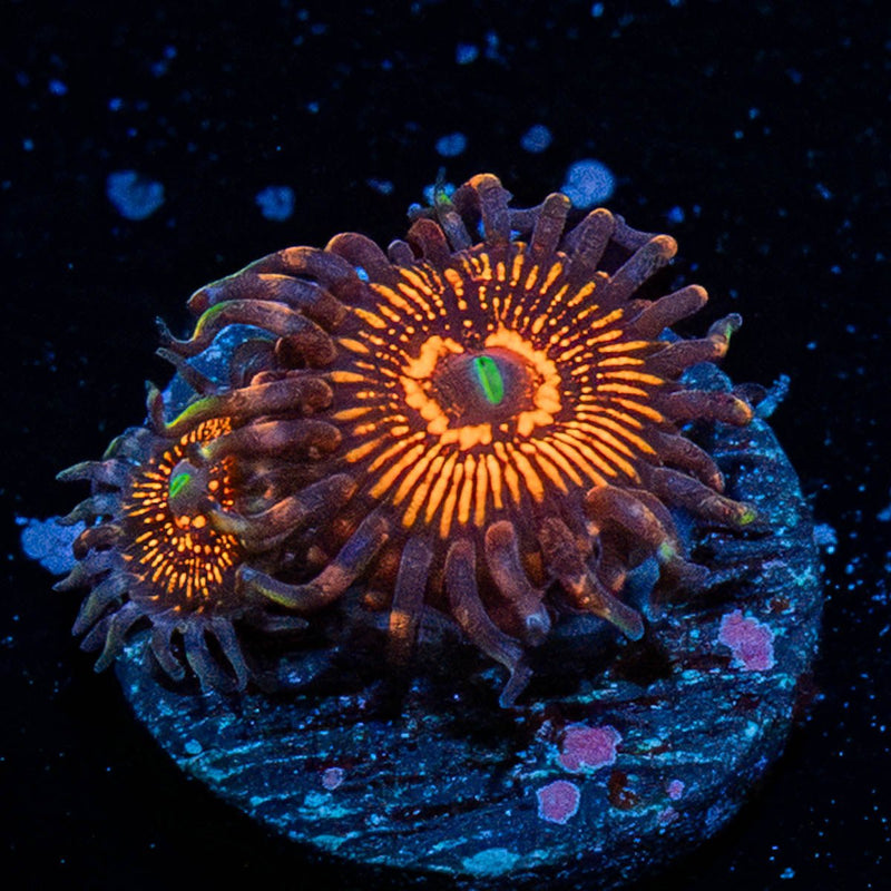Aztec Warriors Zoanthid