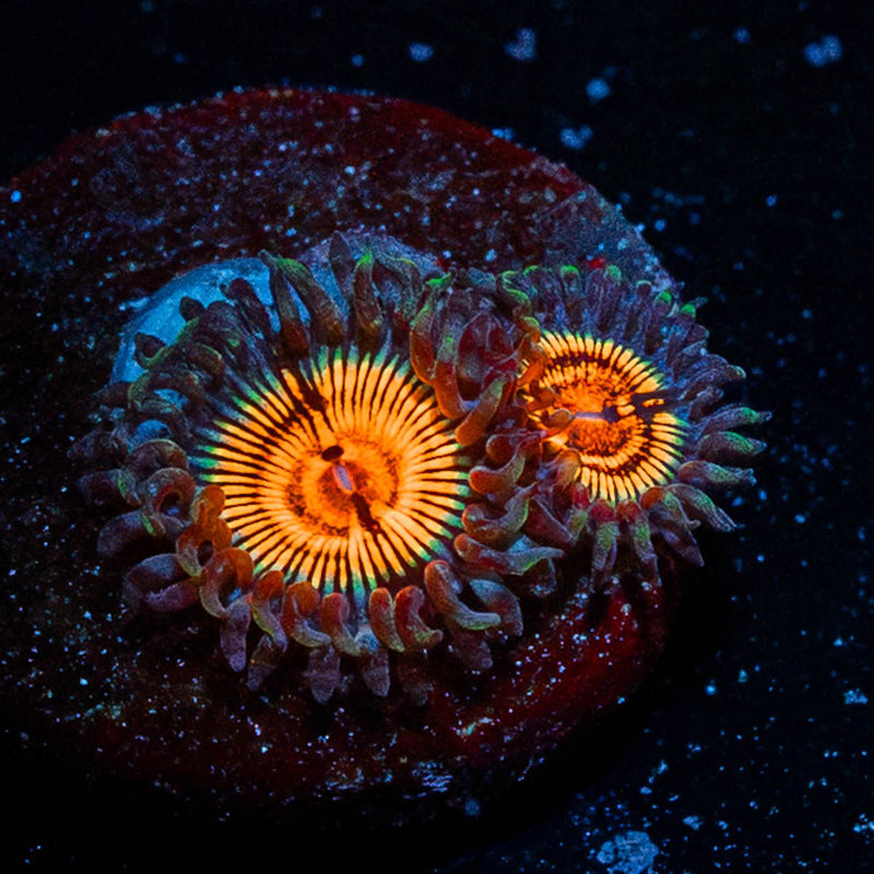 Fruit Ninja Zoanthid