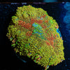 Hyper Bus Rhodactis Mushroom - riptide aquaculture llc