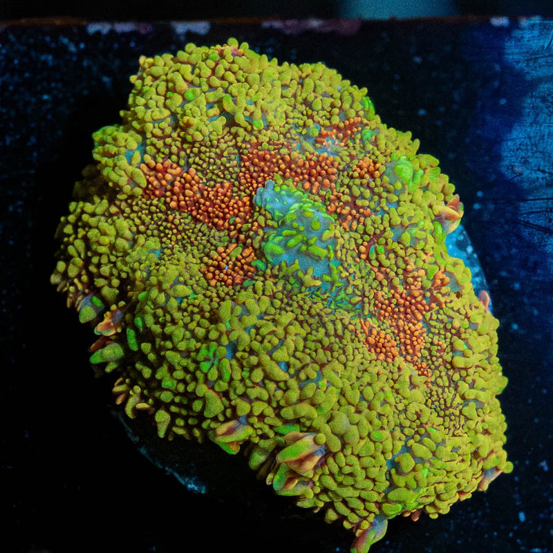 Hyper Bus Rhodactis Mushroom