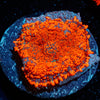 Mega Rush Rhodactis Mushroom - riptide aquaculture llc