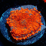 Mega Rush Rhodactis Mushroom - riptide aquaculture llc