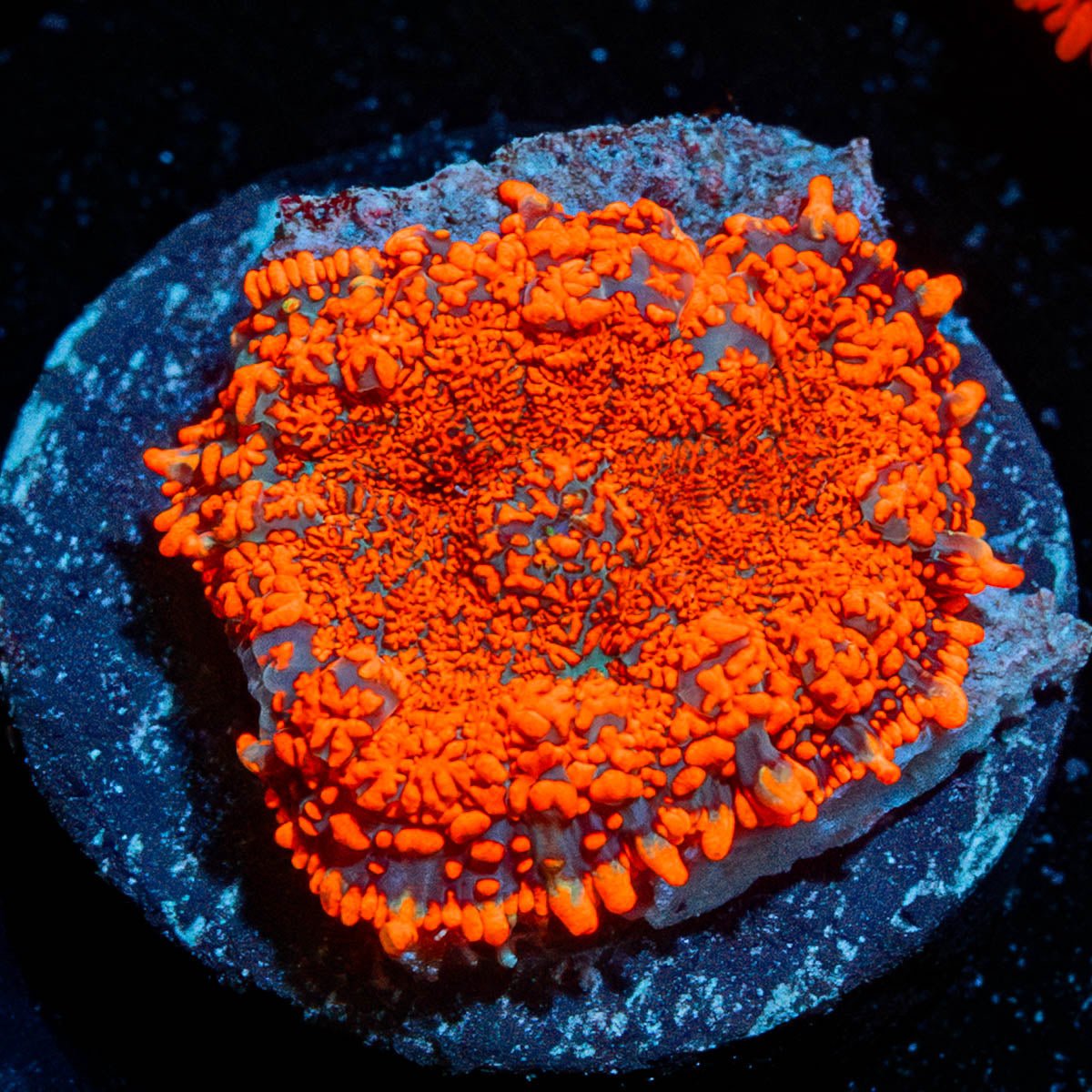Mega Rush Rhodactis Mushroom - riptide aquaculture llc