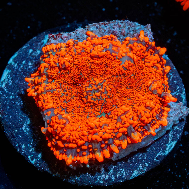 Mega Rush Rhodactis Mushroom