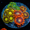 Multi Plug Zoanthid - riptide aquaculture llc