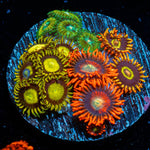 Multi Plug Zoanthid - riptide aquaculture llc