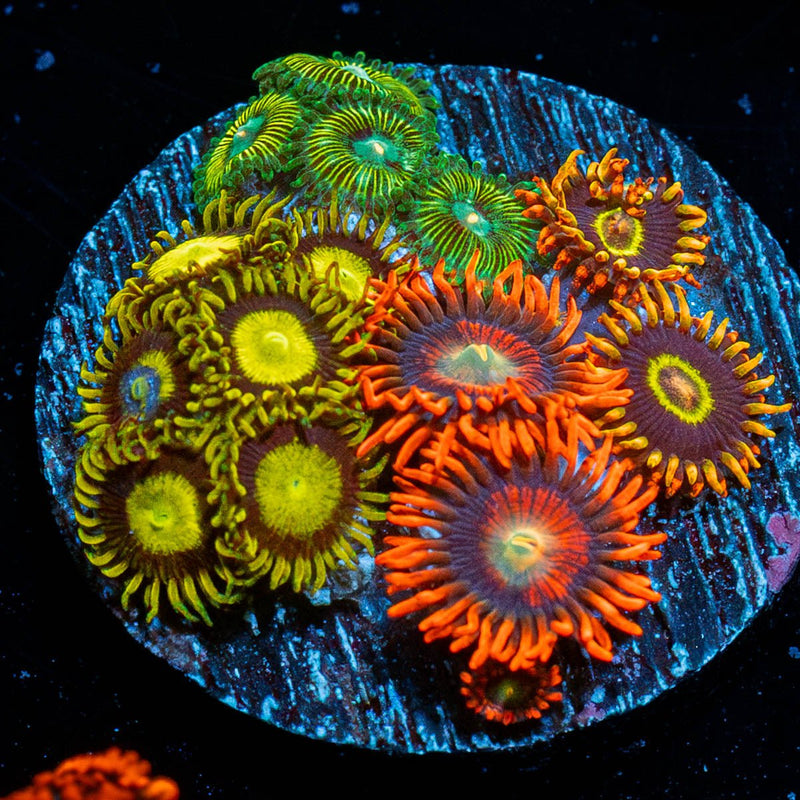Multi Plug Zoanthid
