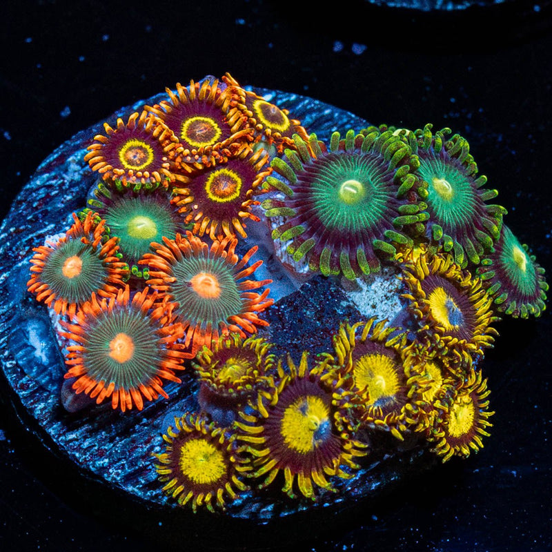 Multi Plug Zoanthid